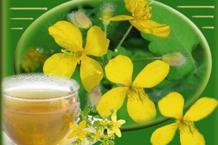celandine herb decoction from the fungus